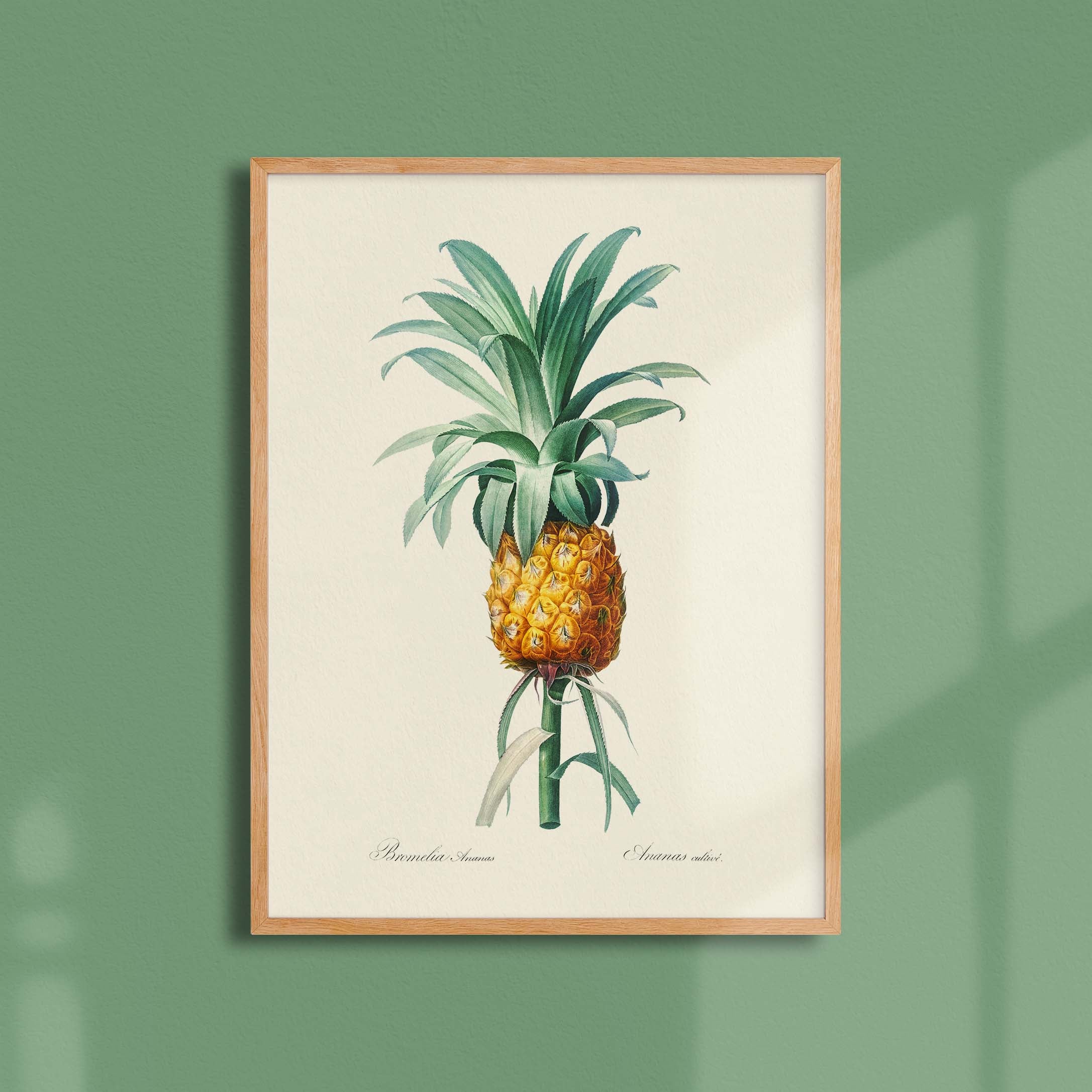 Planche botanique - Ananas cultivé-oneart.fr