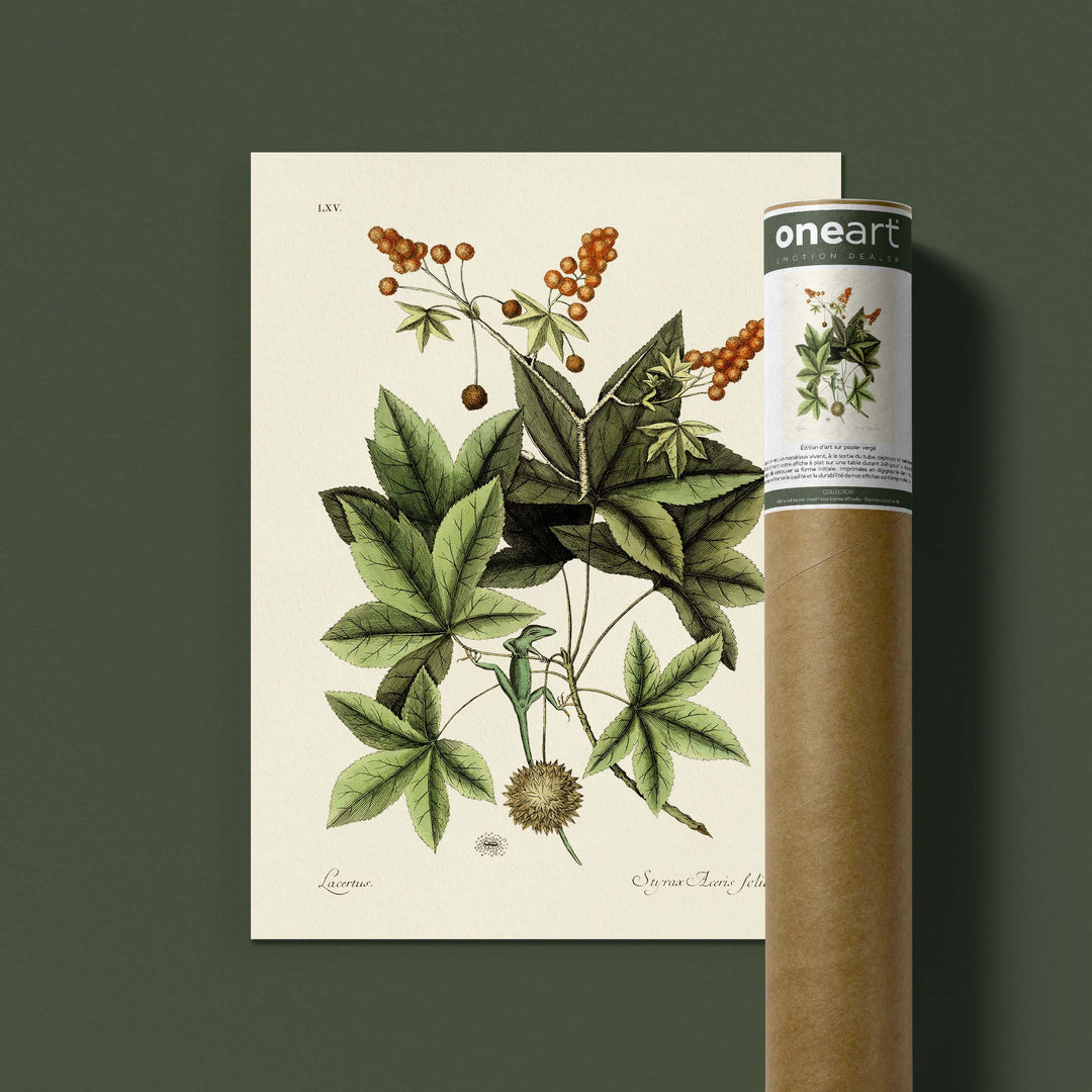 Planche botanique  - Lézard vert