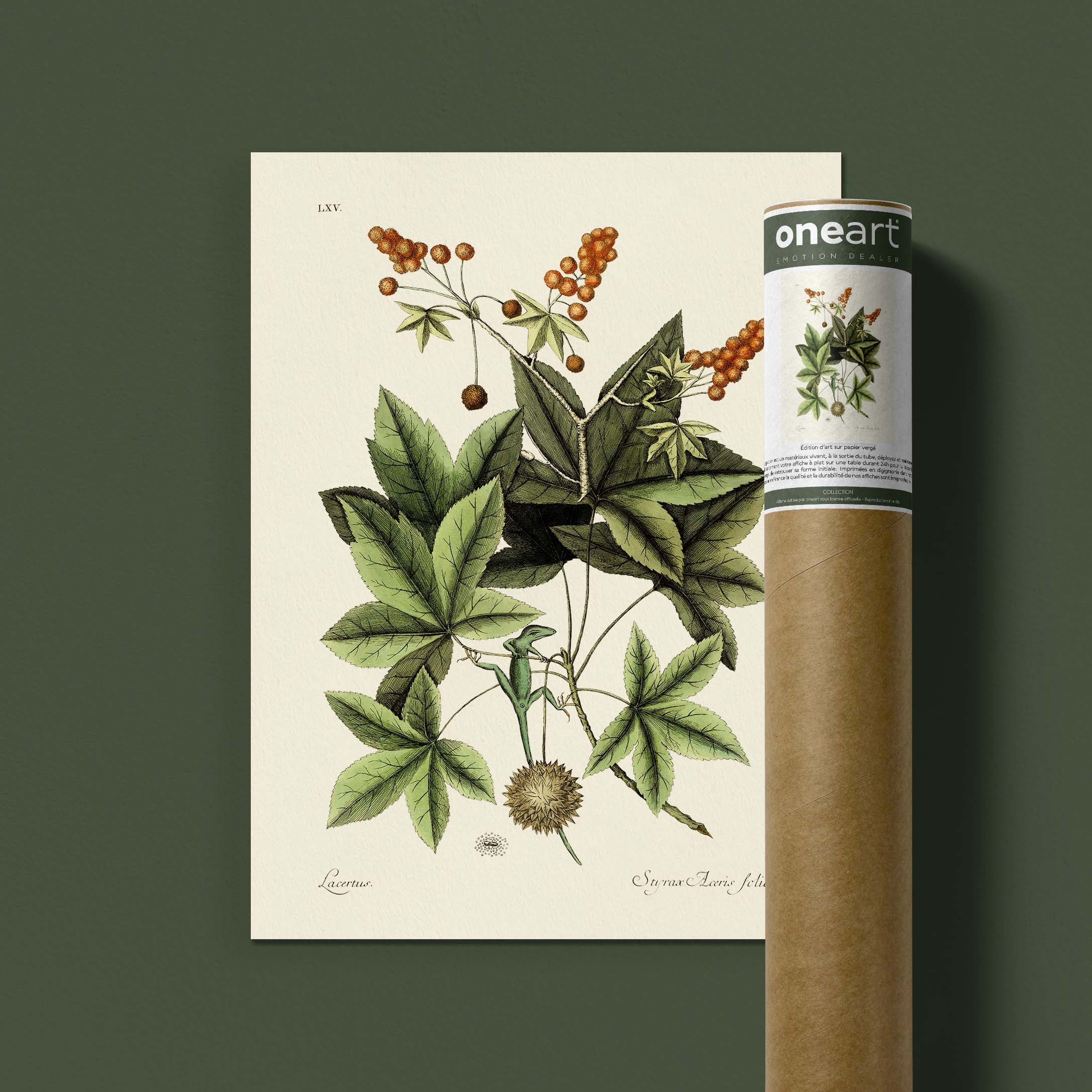 Planche botanique - Lézard vert-oneart.fr