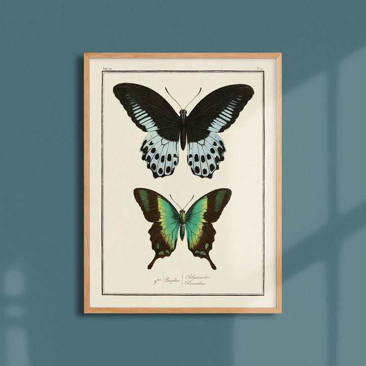Planche d'entomologie Papillons -  N°12