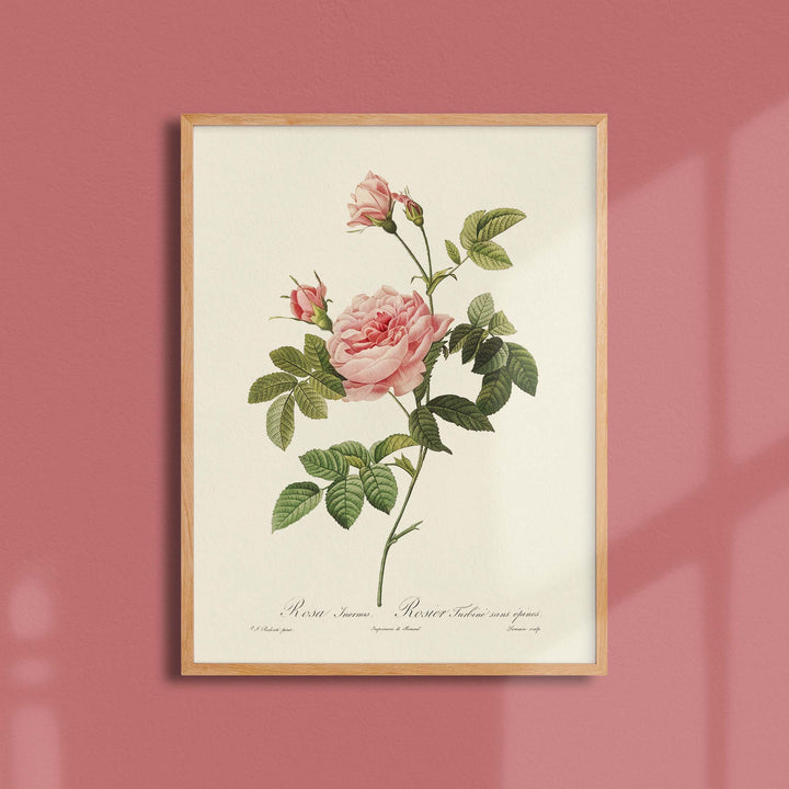 Planche botanique  - Rosier Turbiné sans épines