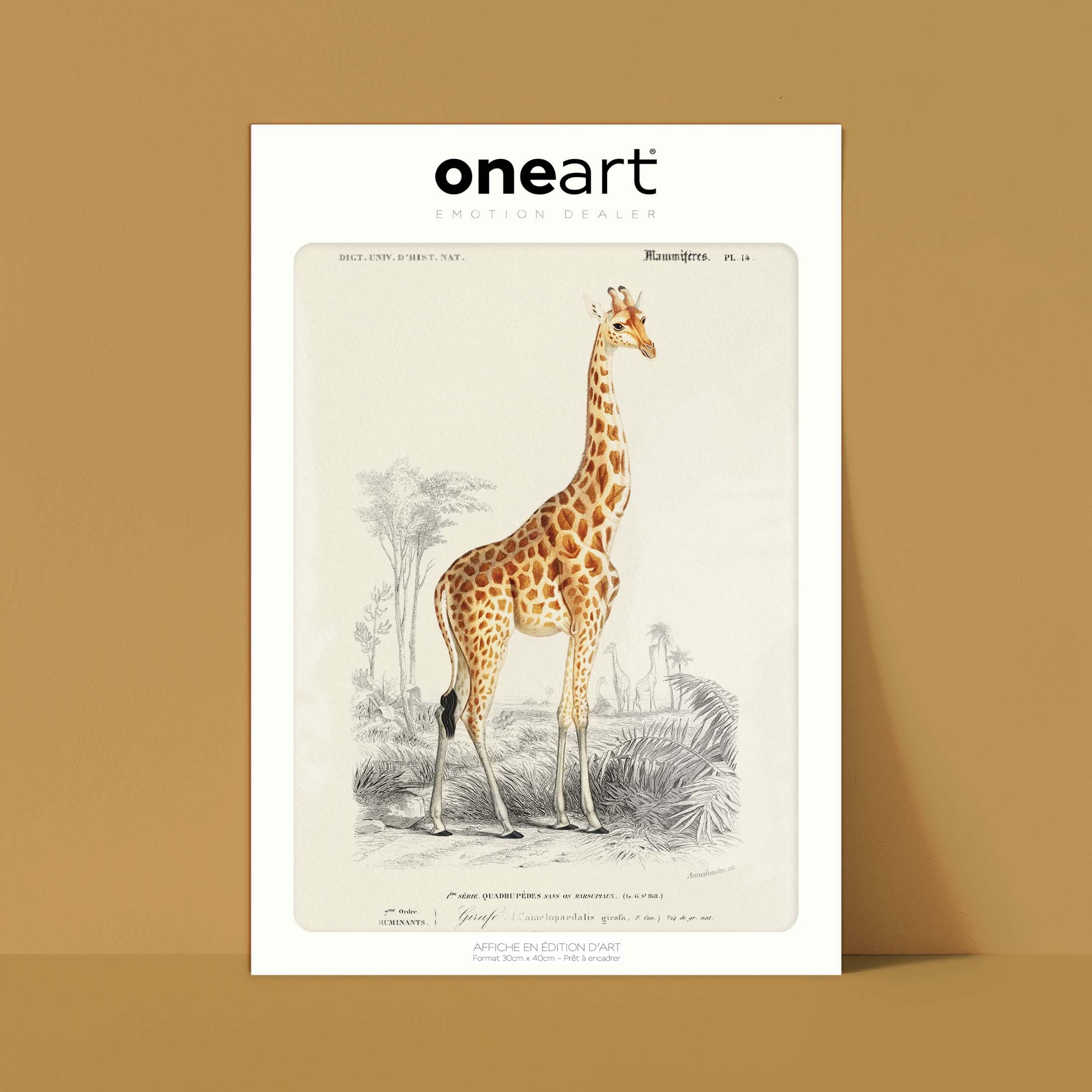 Planche de zoologie - La girafe-oneart.fr